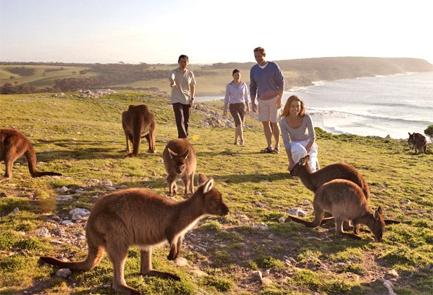 Wildlife on Kangaroo Island