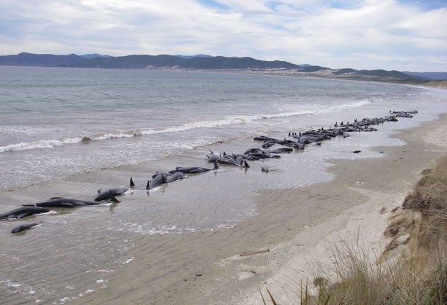 New Zealand is a whale-stranding hotspot, with more than 5,000 episodes recorded since 1840, according to the Department of Conservation