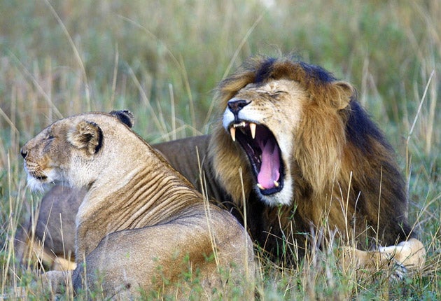 Wild lion populations in South Africa have plunged but they do not have the highest level of protection