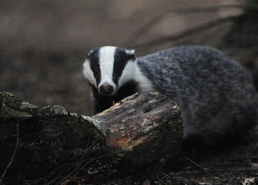 Animal welfare campaigners have vowed to fight badger culling in England