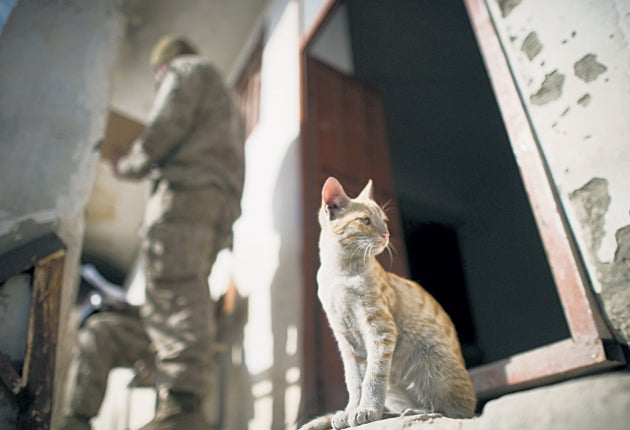 Cat supporters say their extermination would pave the way for pests to invade the embassy