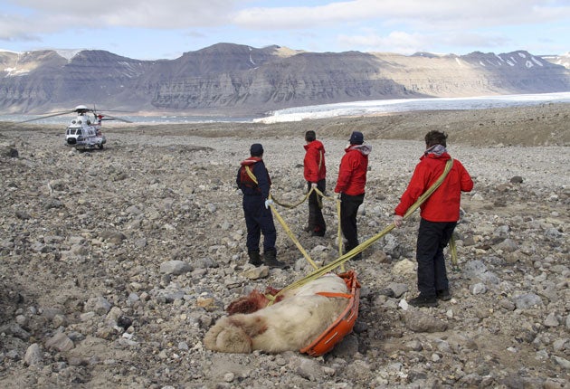 The polar bear that mauled Horatio Chapple was killed by the campers