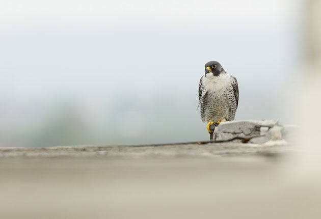 Peregrines are nesting at Manchester's Arndale centre