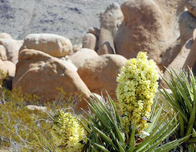 American odyssey: A Mojave yucca in the Joshua Tree National Park, California