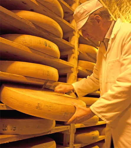 A hard cheese is good to find: Each finished cheese weighs 110lbs and is 28 inches in diameter