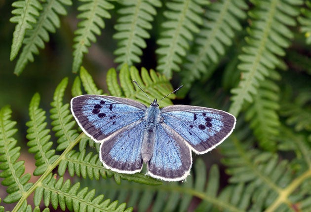 Large blue on course for halt decline