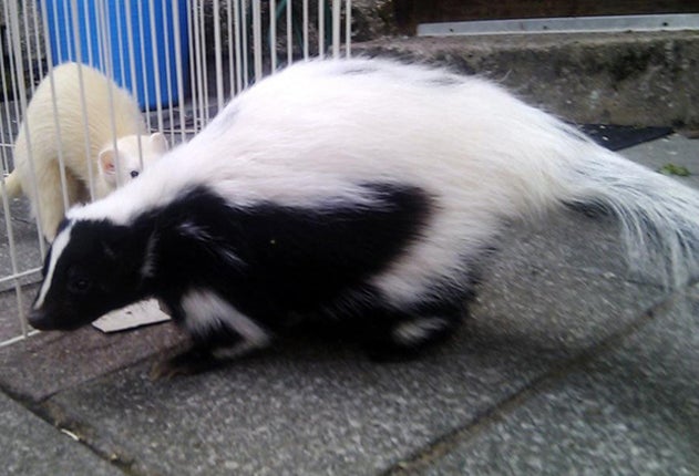 Handout photo issued by Cumbria Police of Flower the skunk aged two who went missing from her home on Hayclose Crescent in Kendal, this morning.