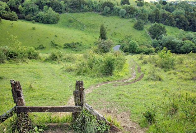 Box Hill in Surrey. There has been concerns that wildlife may be damaged during next summer's Olympics when the cycling road races will take place nearby