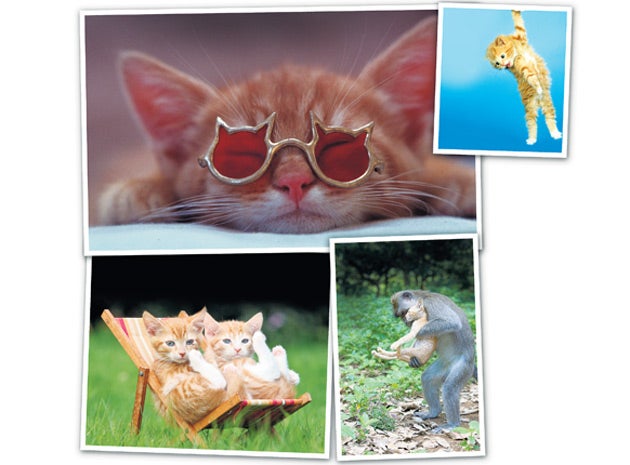 Meme researchers may be studying what people are doing when they're messing around, but they're not messing around themselves.