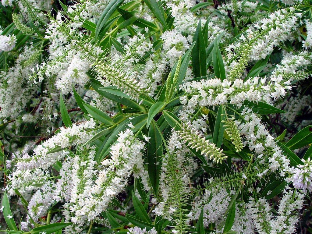 Flowered fingers: Hebe salicifolia give an elegant display from the moment the weather gets warm