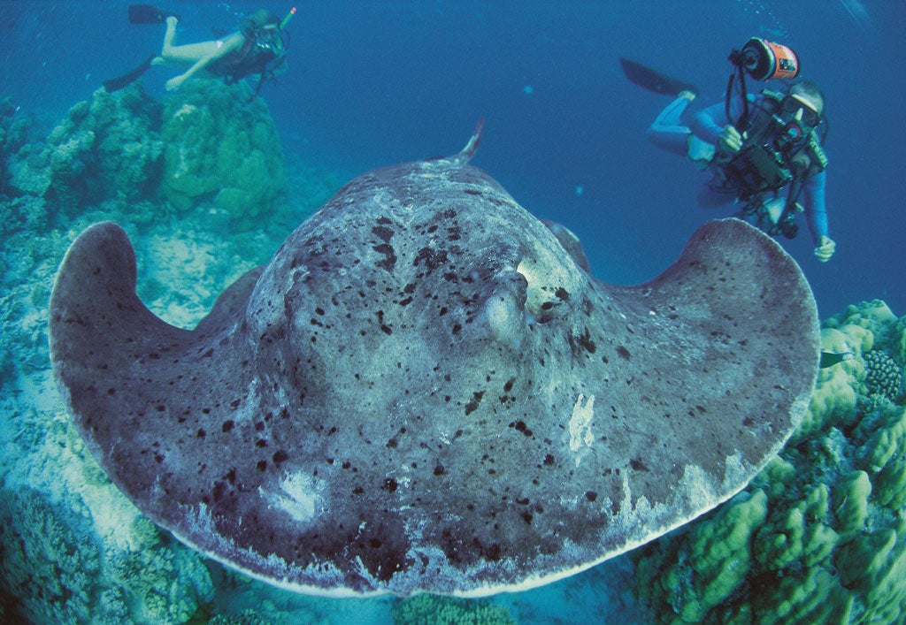 Something fishy going on: Stingray amid the coral, North Male Atoll