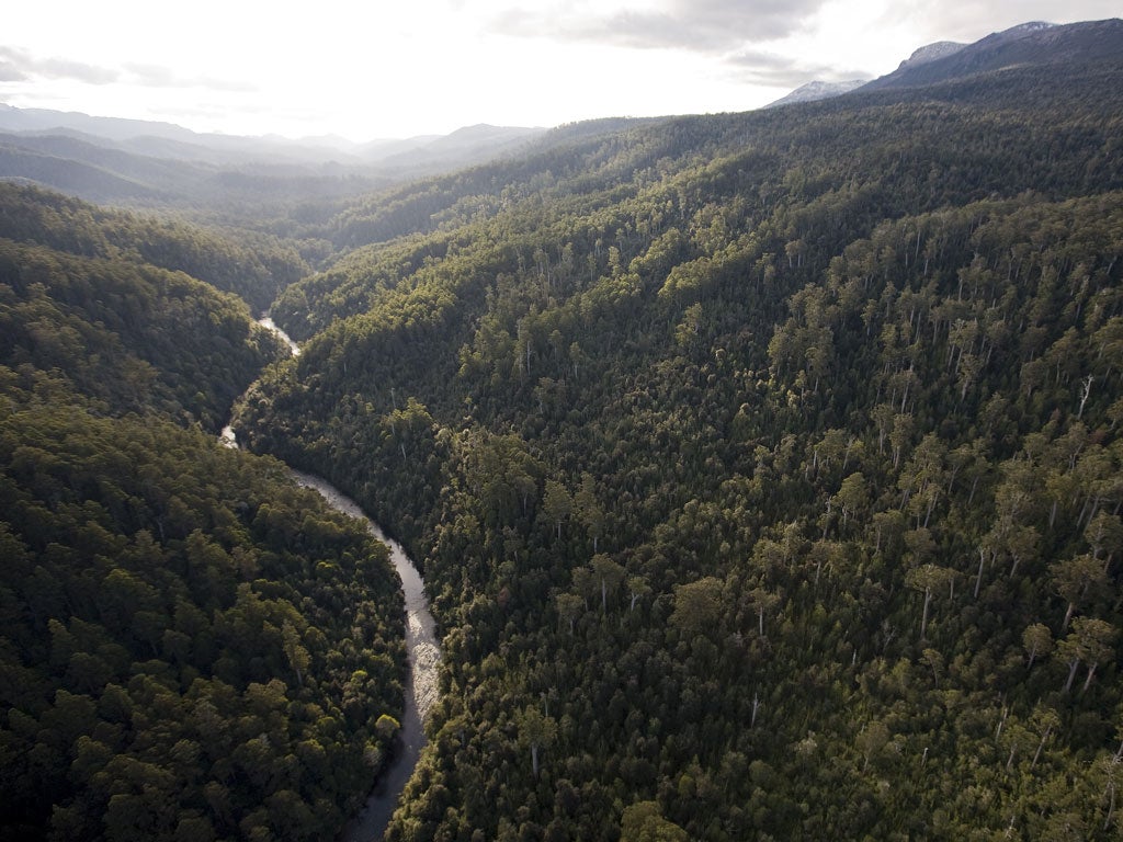 Tasmanian forest