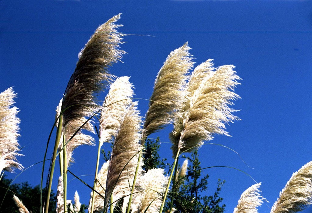 Status Quo of plants: A stand of pampas, properly kept, is a magical thing