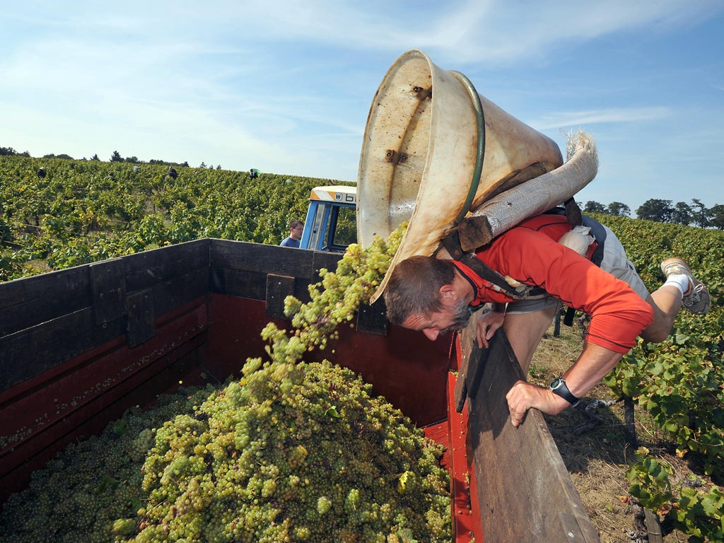 With 11,500 hectares under vine, this is the biggest certified white-wine growing area in the world