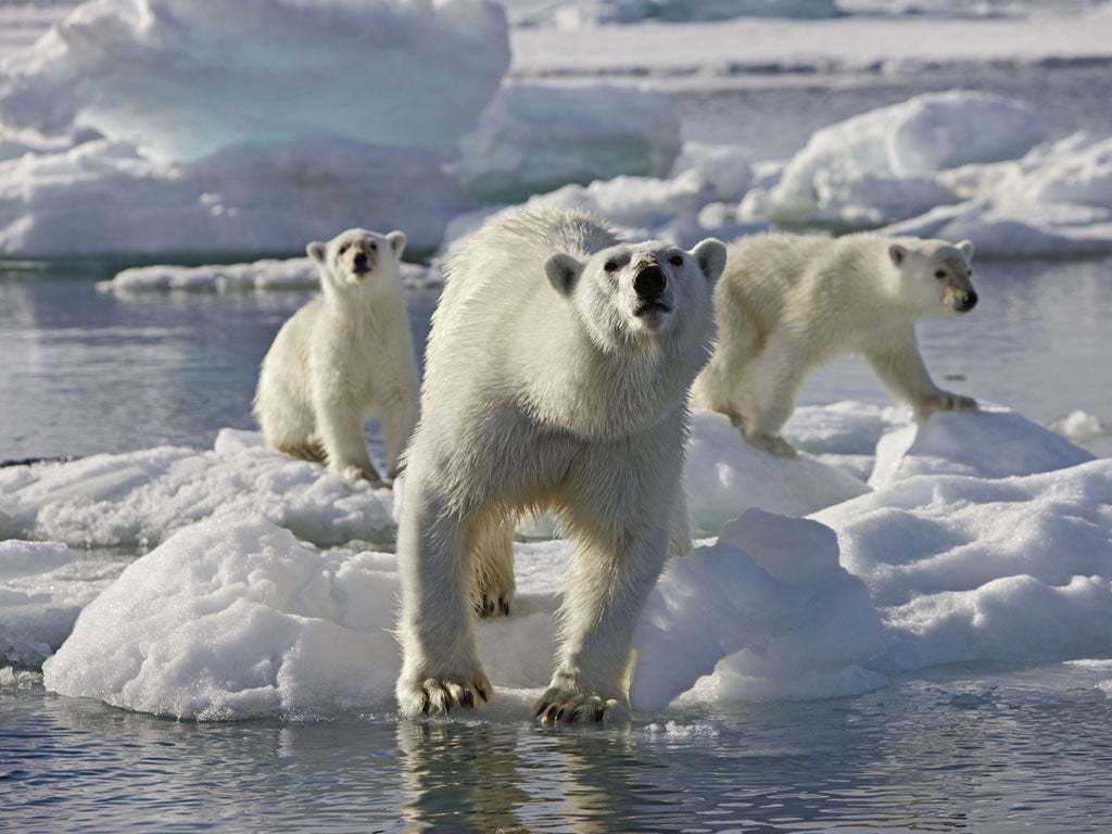 The calm authority of Frozen Planet is a timely reminder of BBC at its best.