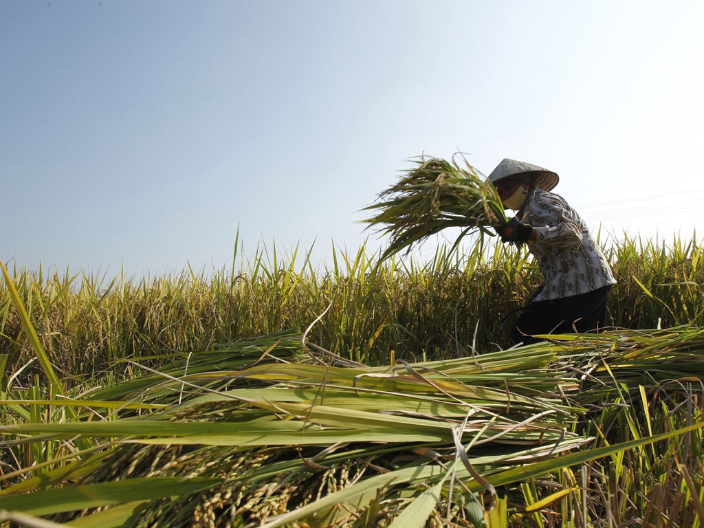 Harvesting in a paddy field in Vietnam