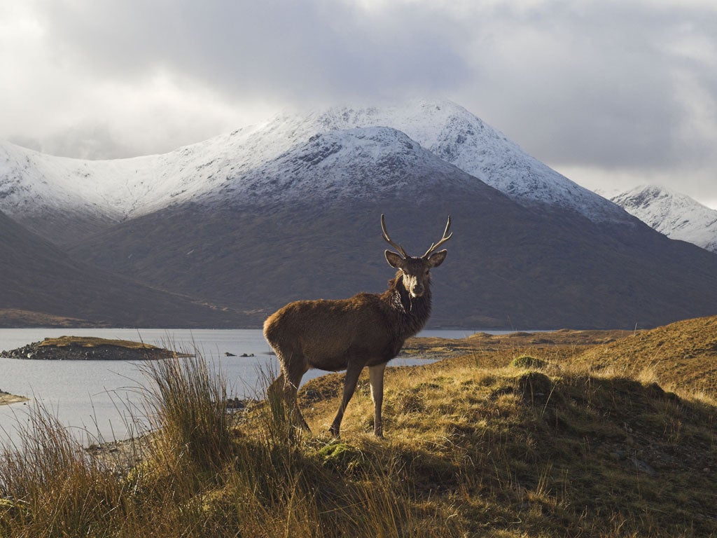 Wild and wonderful: Scotland’s snow-capped peaks