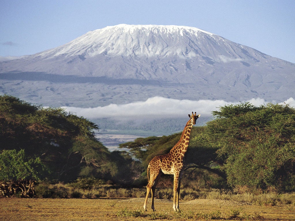 High life: A giraffe with Mount Kilimanjaro in background