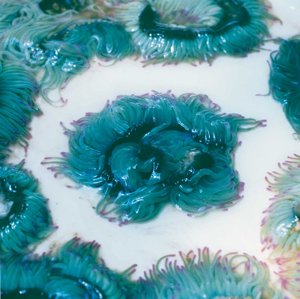 Anemones, Cadiz, Spain

<p>While anemones around the world come in myriad hues, these are astonishingly pretty, with waving pink-and-mauve-tipped turquoise tendrils and a deep teal-coloured tummy</p>