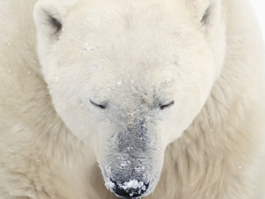 There are an estimated 20-25,000 polar bears in the Arctic
