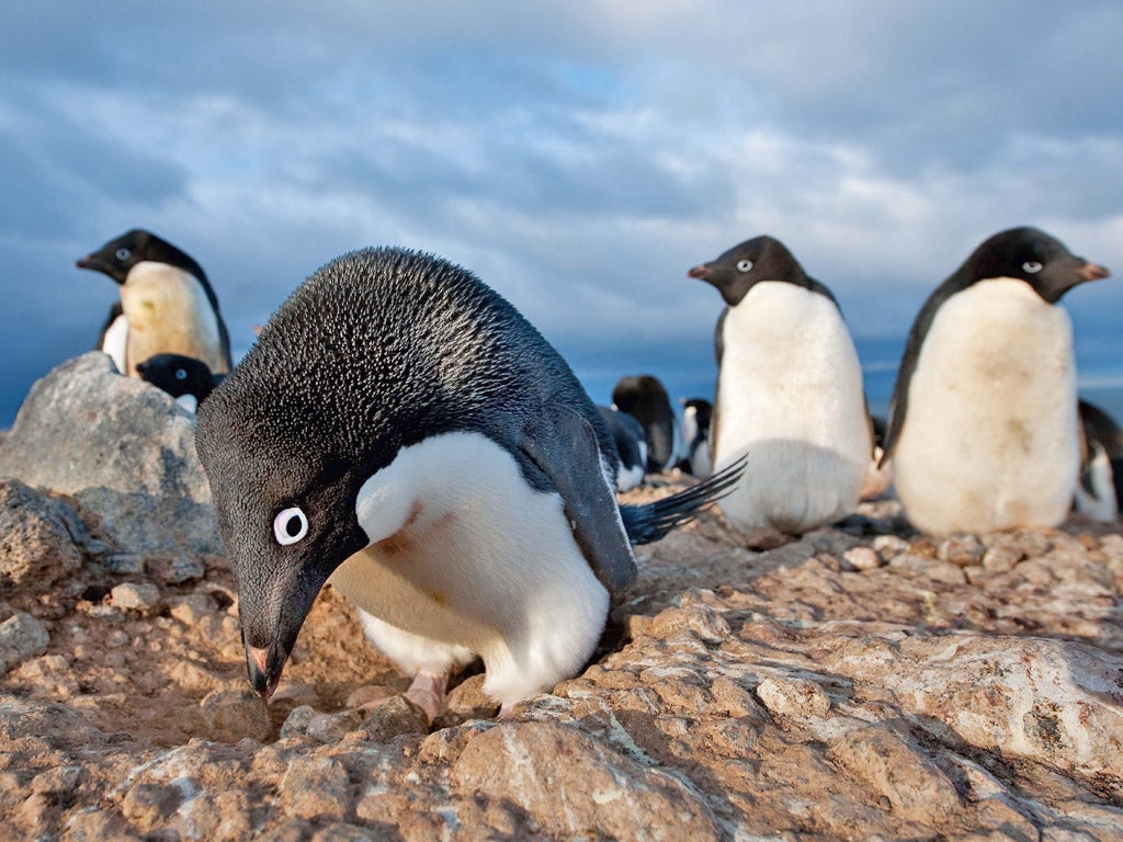 Attenborough on Adélie penguins: 'It's impossible not to be entertained by them. Although for Mark Smith, who filmed them for four months in a tent, I dare say the joke ran a bit thin.'