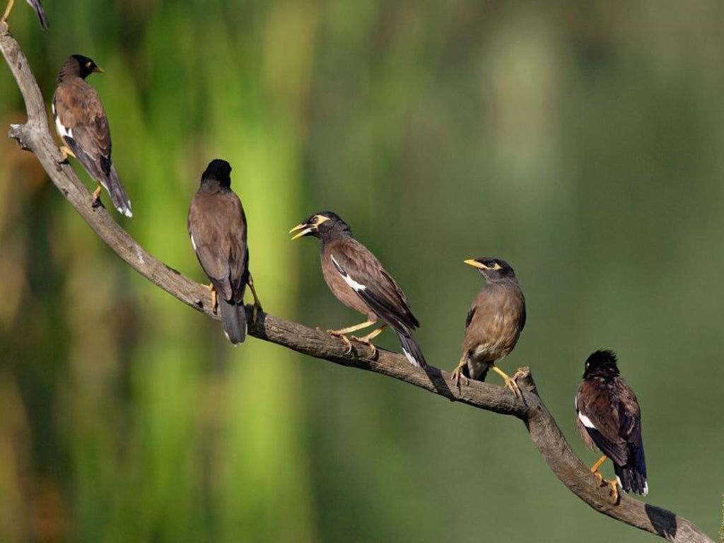 People had known for centuries that swallows migrated from Britain in the winter, but nobody had any idea it was as far as to South Africa, 6,000 miles way, until a Staffordshire solicitor, John Masefield, ringed a young bird in the porch of his home in M