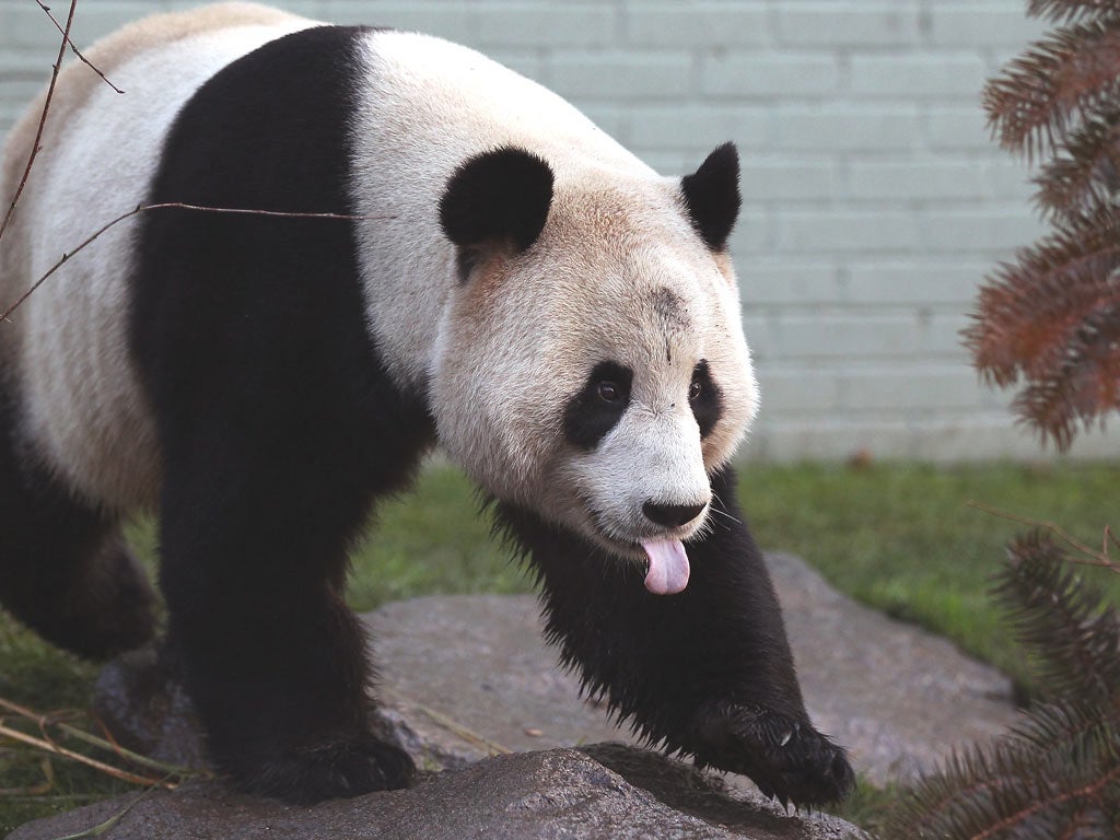 Panda at the Edinburgh zoo