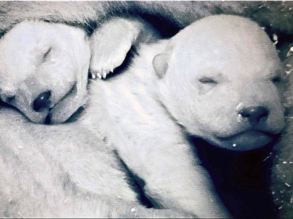 'In two more months, polar bear families will emerge on to the snowy slopes all round the Arctic. But for now they lie protected within their icy cocoons'