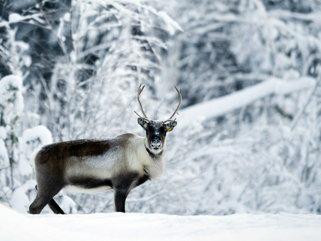 <p>Reindeer spotting</p>