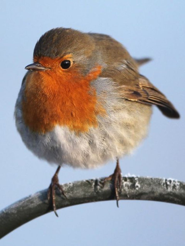 <p>Population numbers for the robin have increased by 49 per cent since 1970</p>