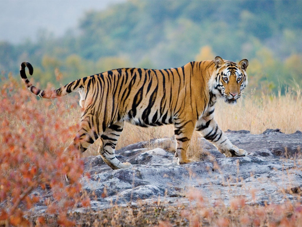 A star of stripes: A tiger in Madhya Pradesh