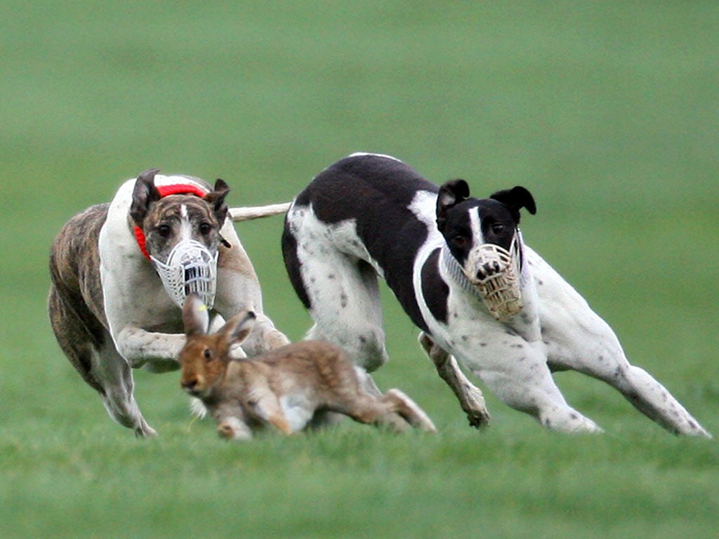 Hare coursing in Ireland. The events – when dogs are setupon a wild hare – were outlawed in the UK by the Hunting Act
of 2004