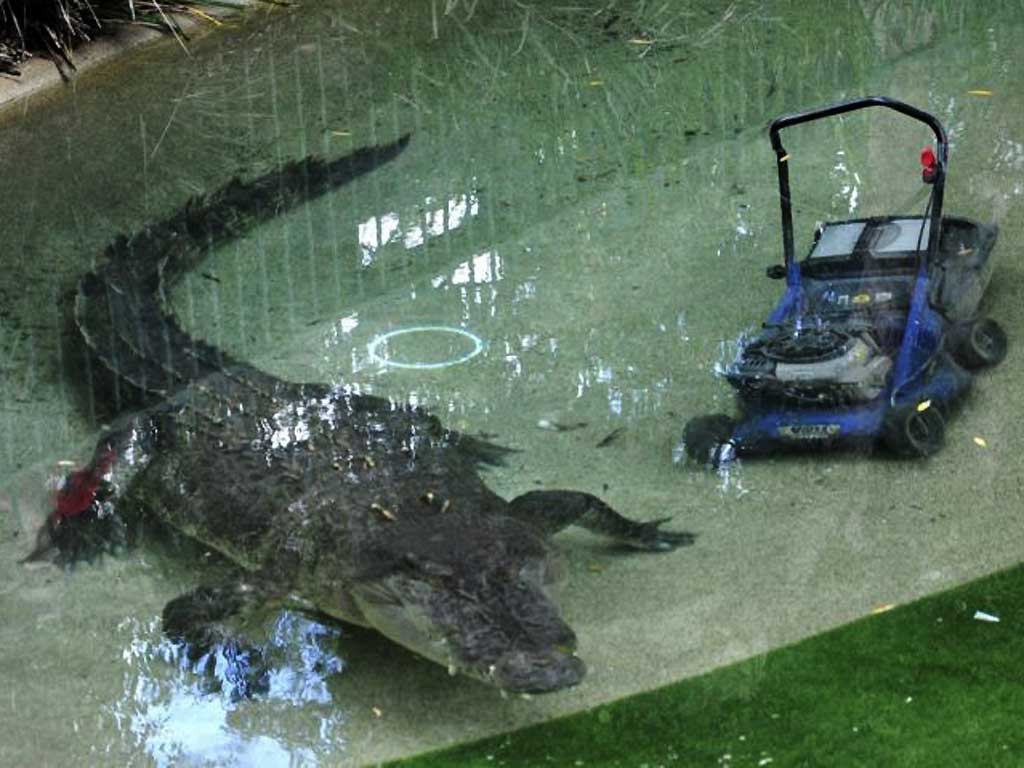 Elvis swims next to the lawnmower he dragged into his pool at the Australian Reptile Park