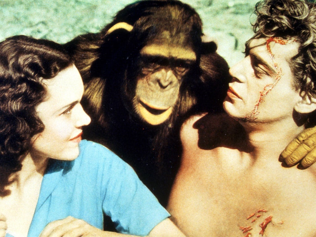 Cheeta with Maureen O'Sullivan and Johnny Weissmuller in Tarzan The Ape Man in 1932