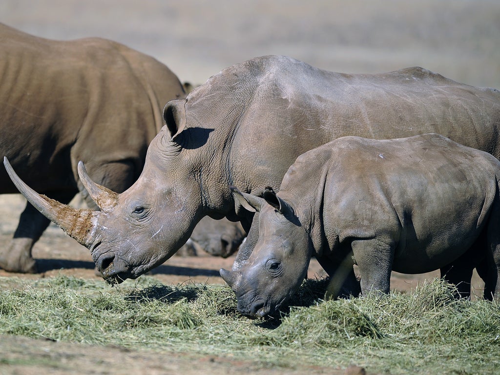 Rhinoceros horn is prized in Asia as an apparent cure for cancer