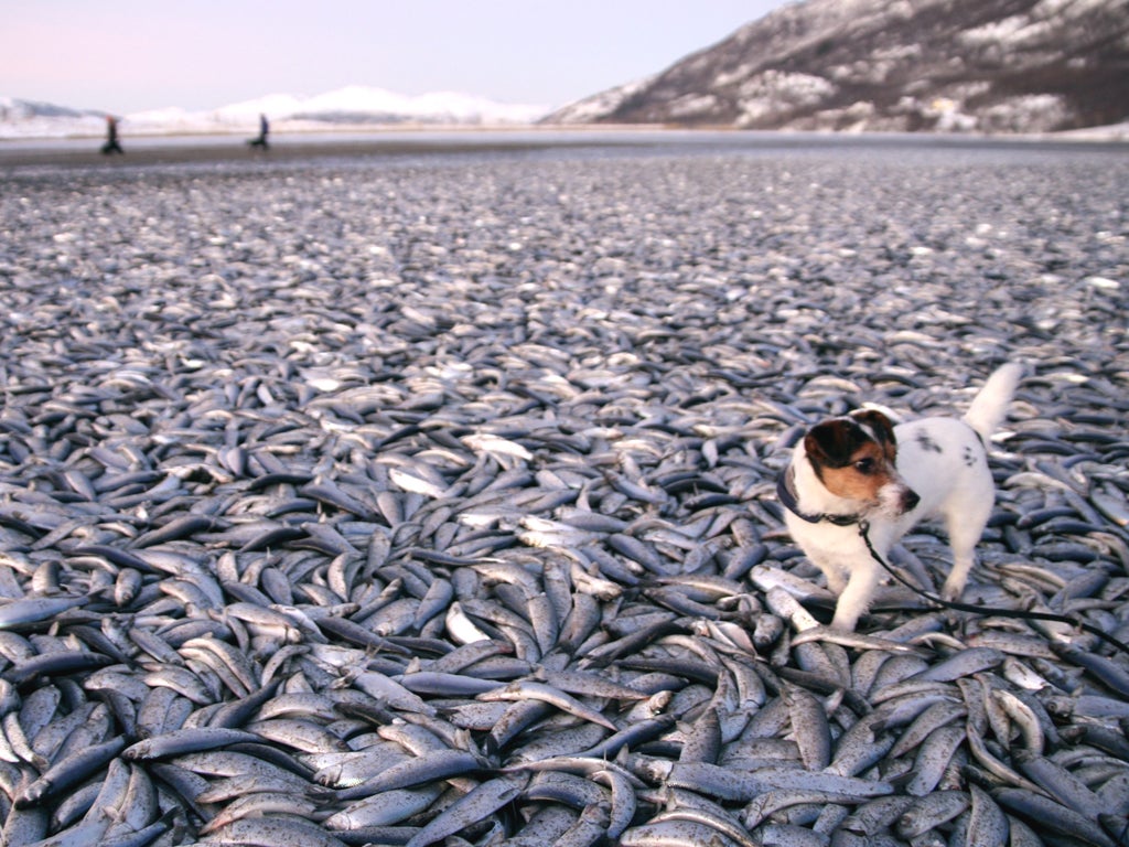 Tons of dead herring washed up on a beach in Nordreisa