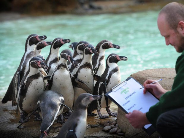 Zoo Keeper Tim Savage conducts London Zoo's annual stocktake in the Penguin pool