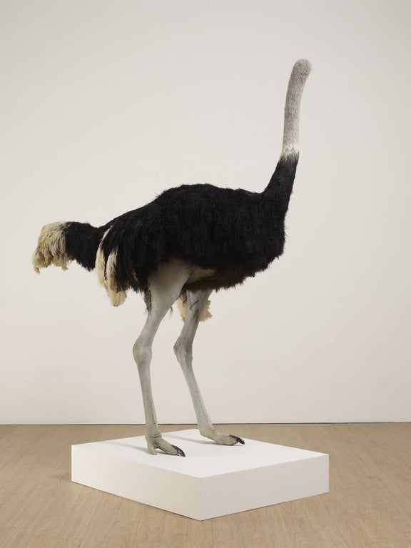 Joking apart: Shrigley's work divides critical opinion. Pictured 'Ostrich'.