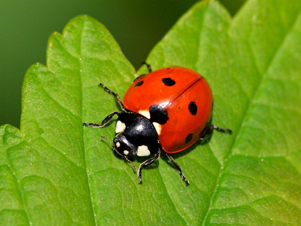Seven-spot ladybird: Goes into leaf litter over the winter months. Historically, the most populous species seen in gardens. Now the second-most numerous species, with distribution remaining high