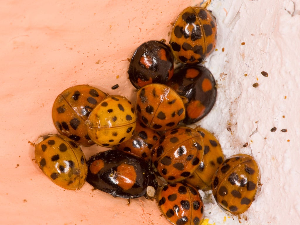 Harlequin ladybird: First seen in the UK in 2004, the
harlequin is now the most populous species of ladybird. It feasts on aphids, other ladybirds, lacewings, hoverflies. It is rapidly spreading across the country
