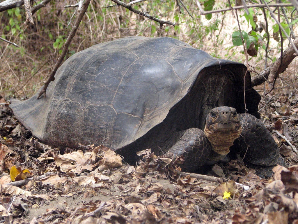 The‘hybrid’ giant tortoise is linked to a species thought to have died out 150 years ago