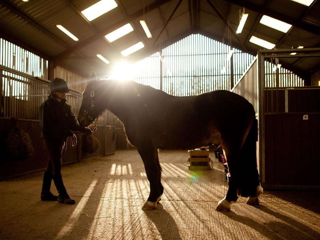 Redwings horse sanctuary in Norfolk cannot cope with any more animals