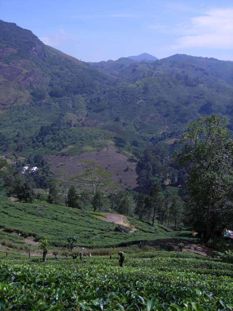 A tea estate on the Knuckles