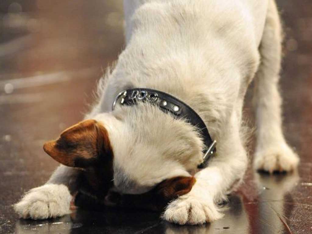 Uggie the skate boarding Jack Russell is retiring on a high