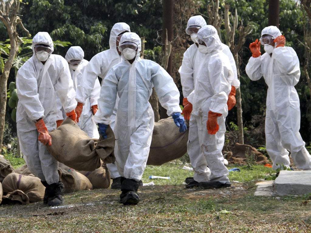 Health officials carry sacks of culled chickens after bird flu was found at a farm in Agartala, India