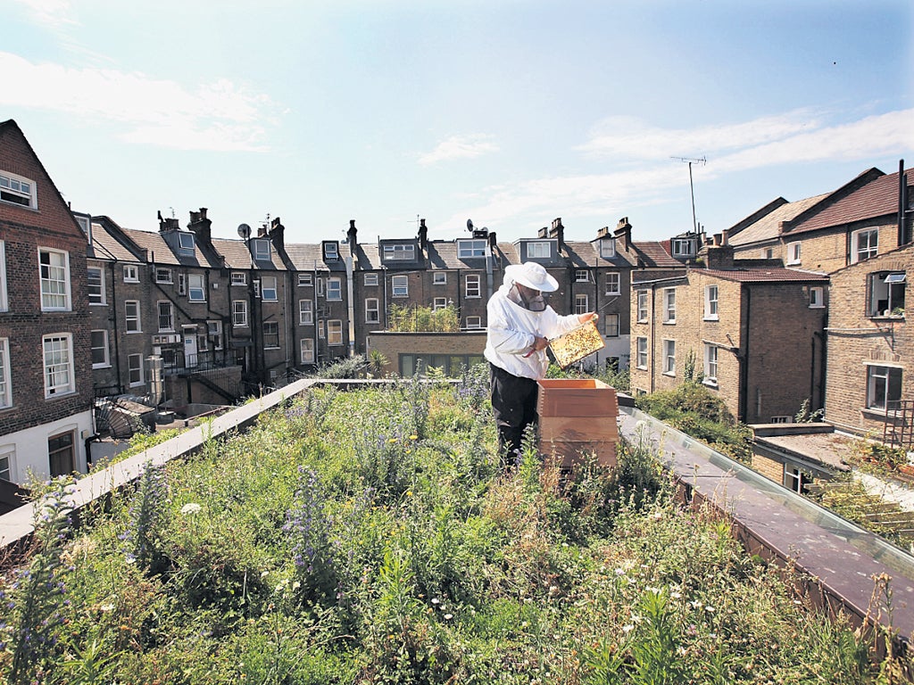 Bees are vital to human to survival, pollinating crops that provide most of the world’s food