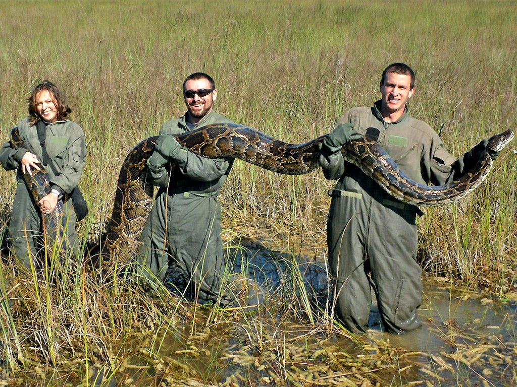 File: A team from the University of Florida with a 162lb (73kg) Burmese python captured in the Everglades