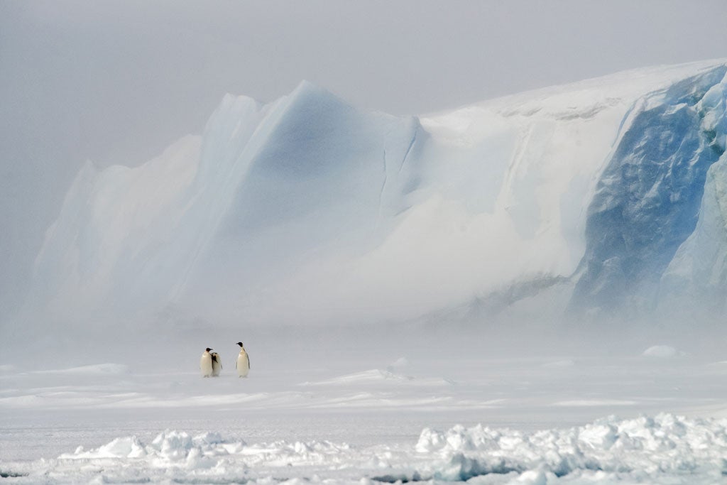 1. Winner: Wildlife category

<p>Magic of Antarctica</p>

<p>CHRISTOPHER R MARSHAM</p>