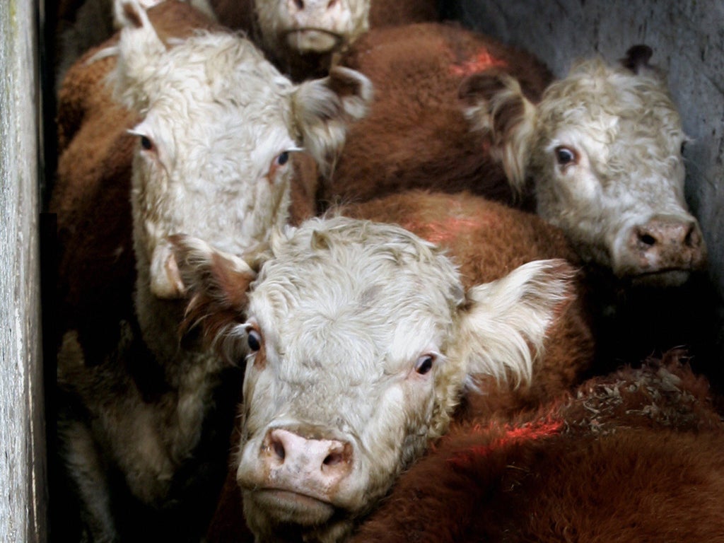 Fresh meat tops the list for the amount of carbon emissions