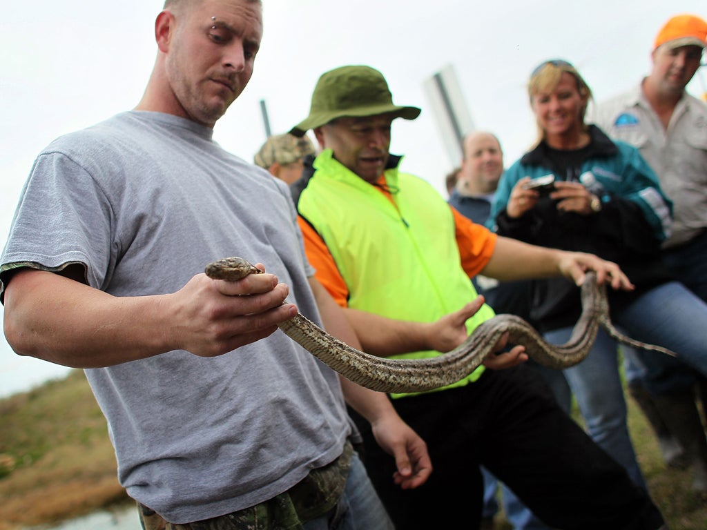 Burmese pythons, descendants of abandoned pets, are thriving in Florida's Everglades by devouring the native wildlife